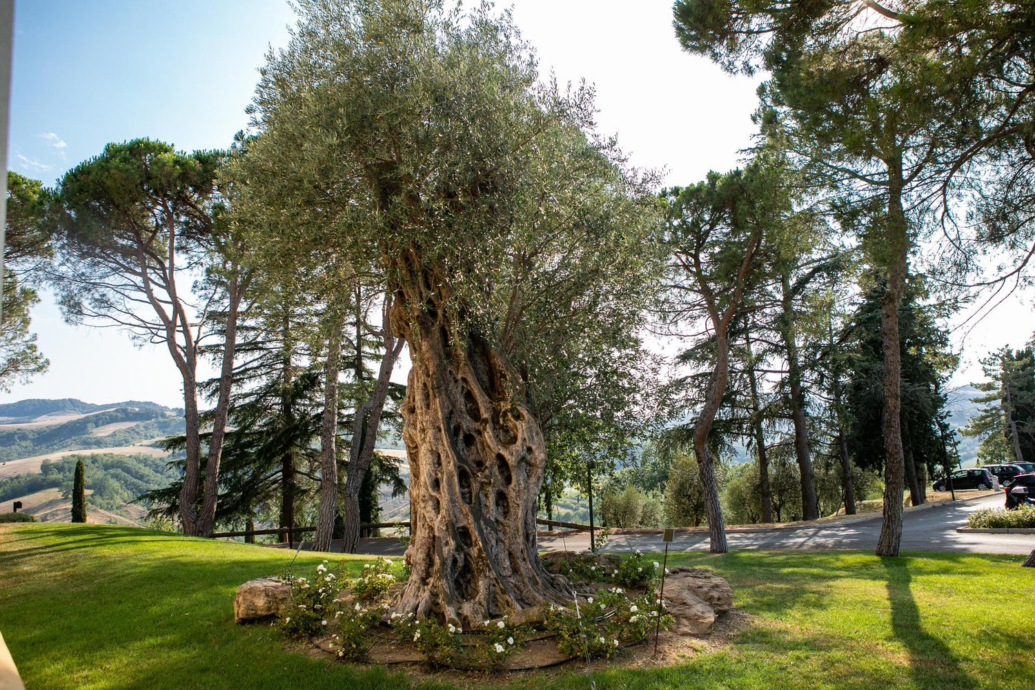 Chilli Pepper Extra Virgin Olive Oil 3.4 floz can