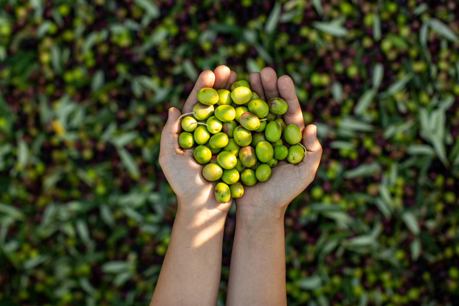 Hands holding green olives with a background of green leaves