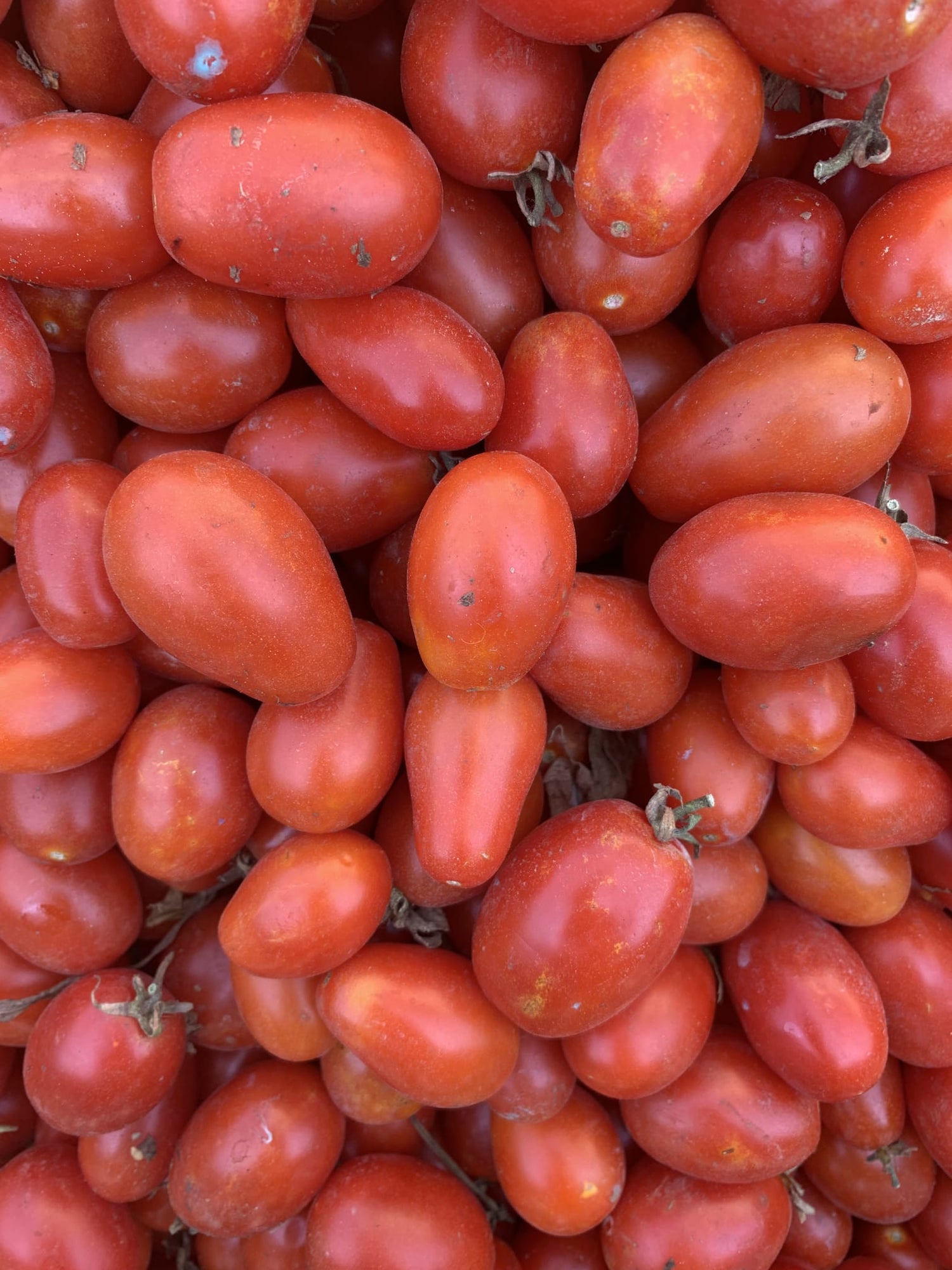 Terramagna San Marzano DOP Whole Peeled Tomatoes 2.5kg/5.5lbs