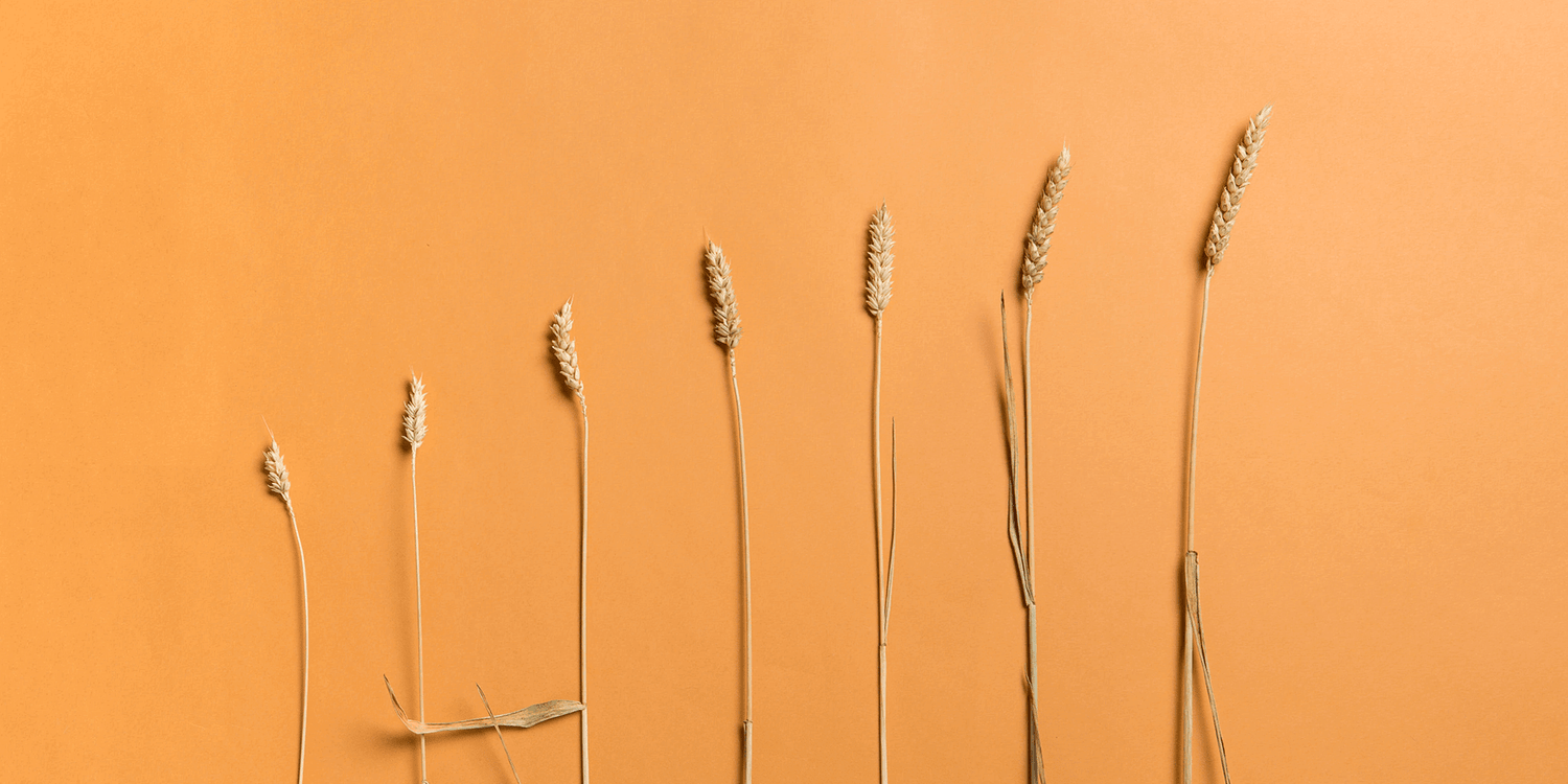 Mulino Padano S20 Tipo 00 Pizza Flour – Long Proofing (12.5kg/28lbs)