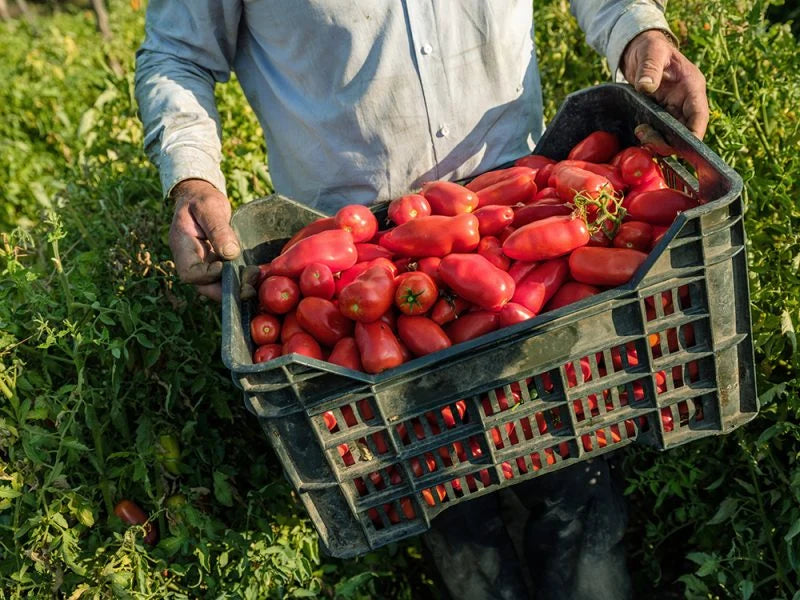 Casa Marrazzo Napoli Whole Peeled Tomatoes (2.55kg/90oz)