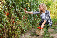Italianavera Italian tomato selection — brand lifestyle photograph