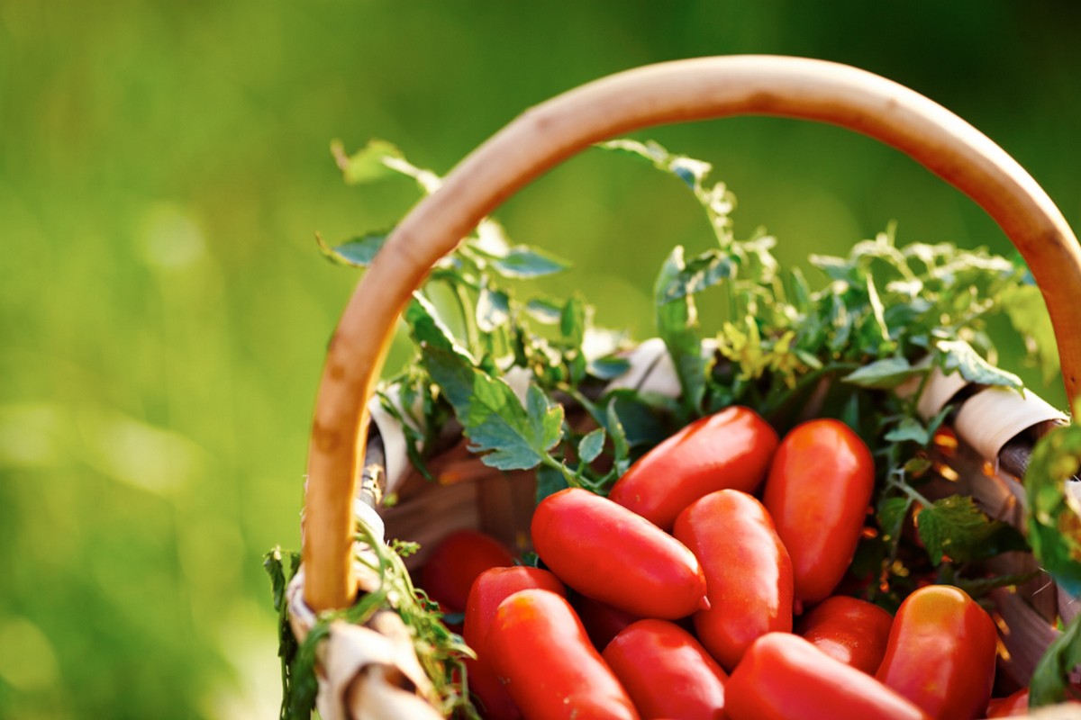 Italianavera tomatoes and preserves — editorial brand photograph