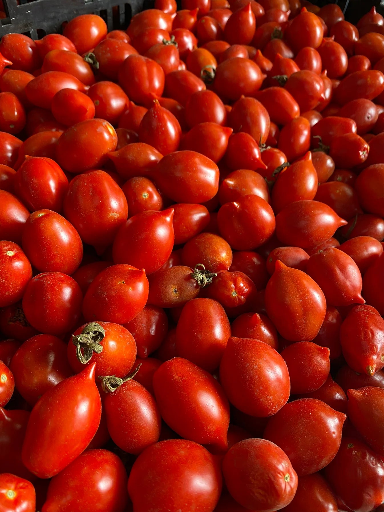 Nolano Pacchetelle di Pomodorino del Piennolo del Vesuvio DOP (950g/2.1lb)