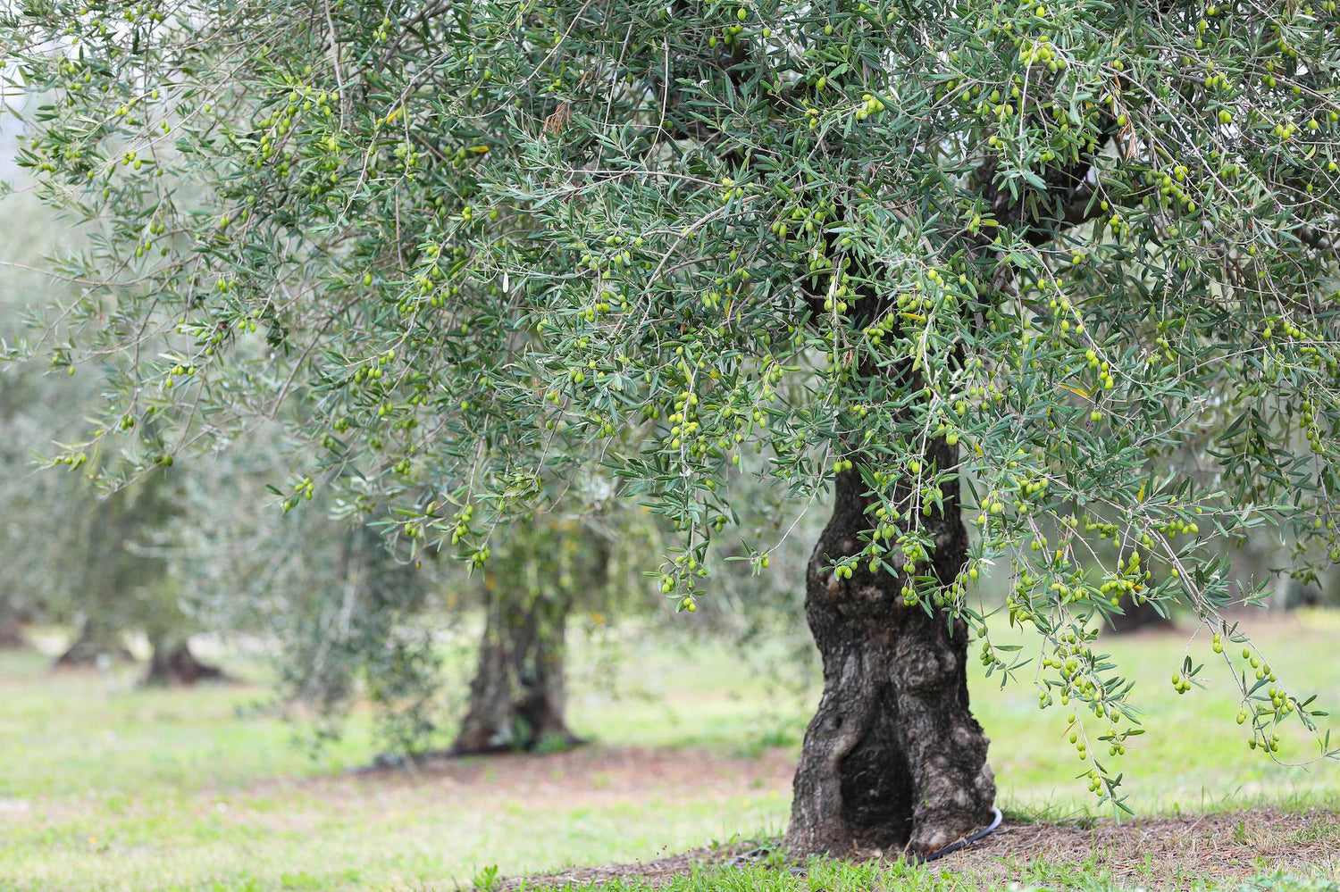 Lemon Extra Virgin Olive Oil 3.4 fl oz can