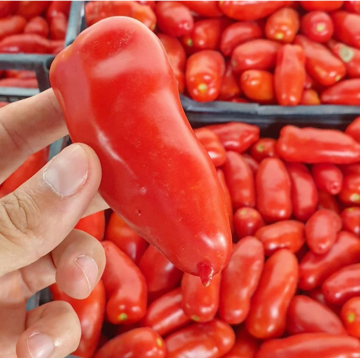Terramagna San Marzano DOP Whole Peeled Tomatoes 2.5kg/5.5lbs