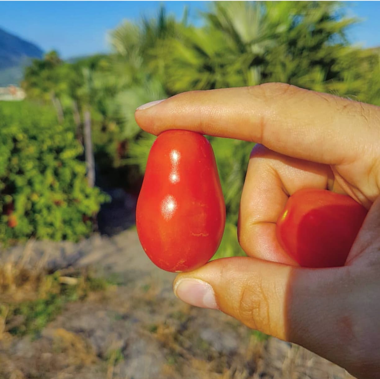 Terramagna San Marzano DOP Whole Peeled Tomatoes 2.5kg/5.5lbs